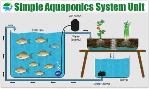 simple aquaponics.jpg