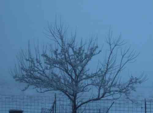 soe fog maple tree.JPG