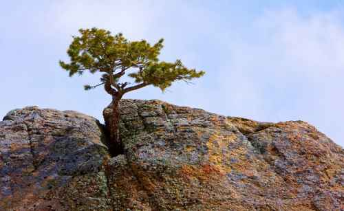 tree in rock.jpg