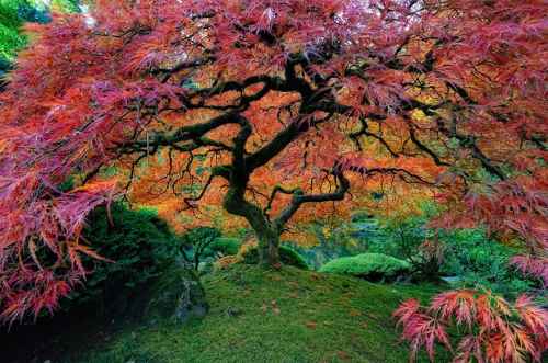 tree-Japanes-Maple-in-Portland-Oregon-USA-by-falcor88.jpg