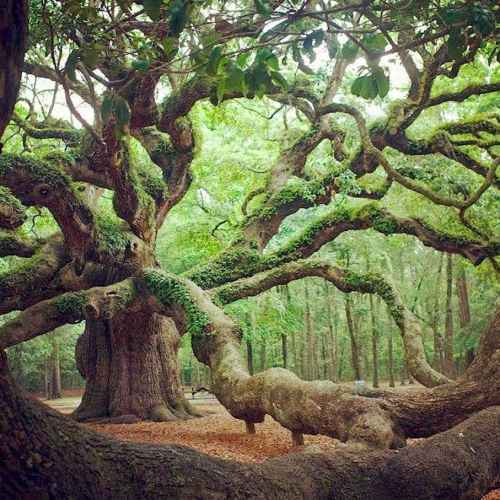 trees-Angel-Oak-Tree-in-Angel-Oak-Park-on-Johns-Island-Southern-Carolina.jpg
