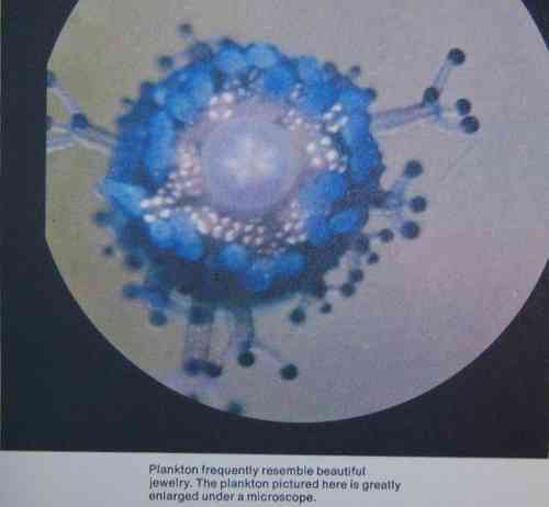 viertelblueplankton.jpg