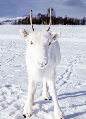 white_reindeer_300.jpg
