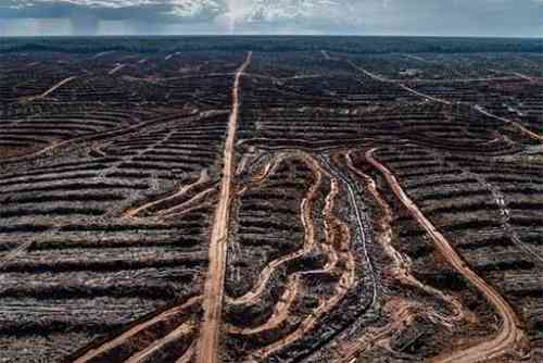 zx Indonesian deforestation.jpg