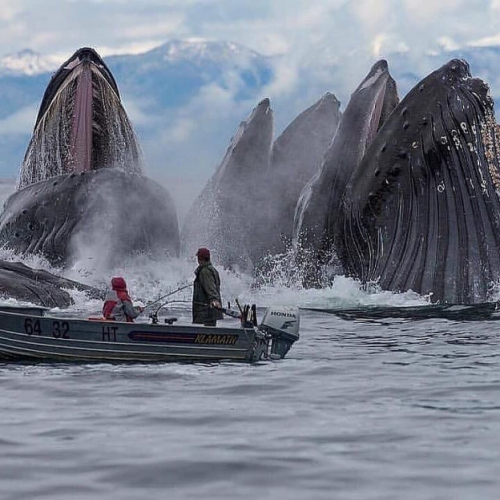 00-humpback-whales-feeding-links-624x624.png