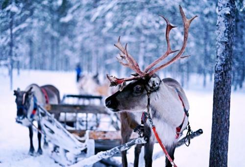 00-reindeer-768x522.jpg