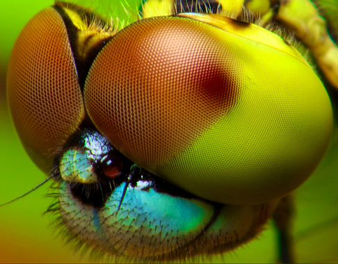 05_02_2013_dragonfly-eye.jpg.png