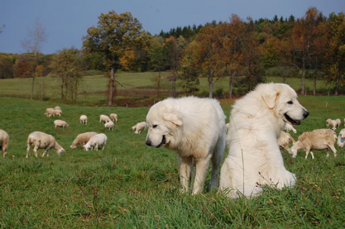 1-maremma-livestock-guardian-dogs-georgia-ranney.jpg.png