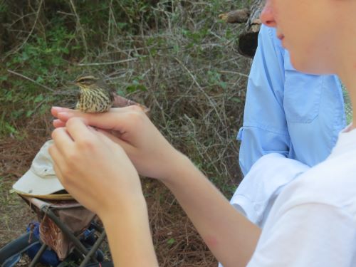 11.7 N. water thrush.jpg