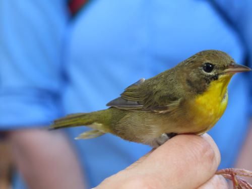 12.3 yellow throat.jpg