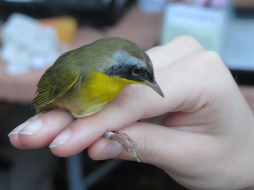 13 male yellow throat.jpg