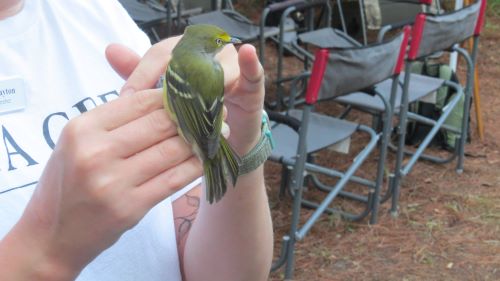 17 white eyed vireo.jpg