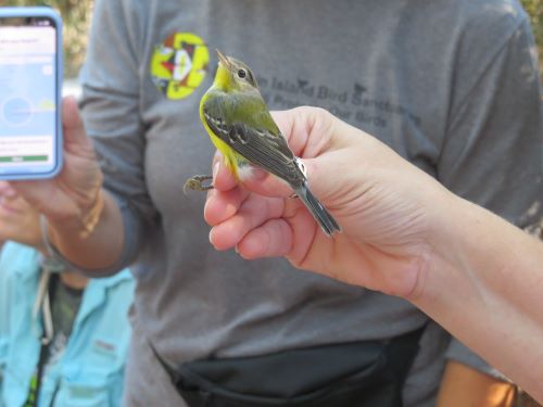 18.5 magnolia warbler.jpg