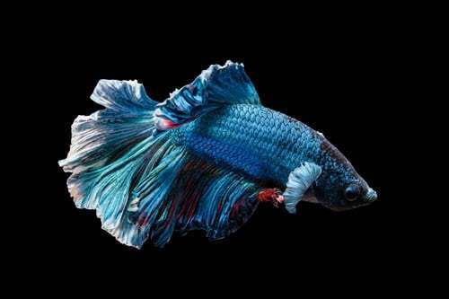 19-siamese-fighting-fish.jpeg