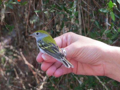 19.5 chestnut sided warbler.jpg