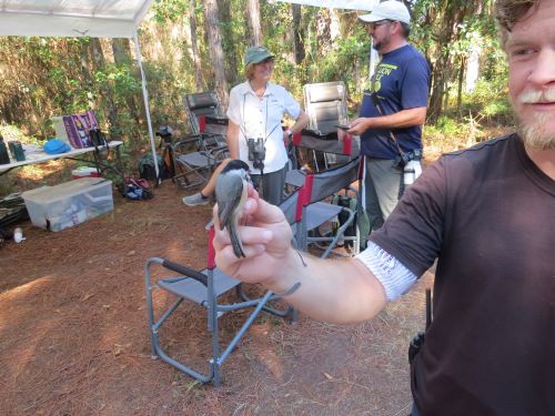 21 black capped chickadee.jpg