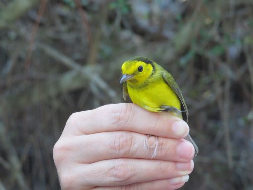 22 female hooded warbler.jpg