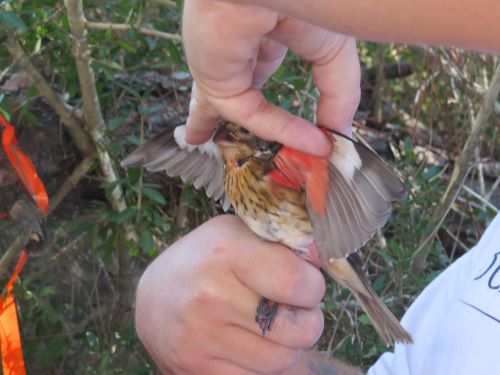 35 rose breasted grosbeak.jpg