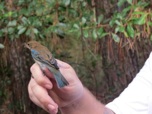 37 indigo bunting.jpg