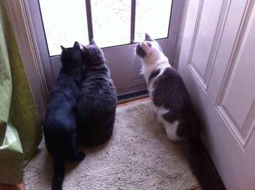 3 kitties looking out the door.jpeg