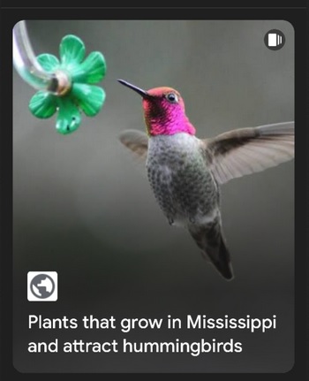 AI-plants4hummers-in-MISS.jpg