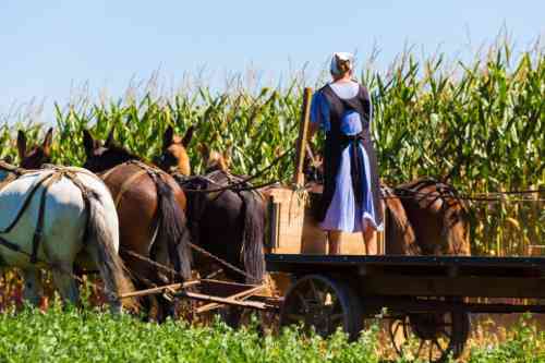 Amish-Farmer-Agriculture-Animals-Autumn-Corn-Countryside-980x653.jpg