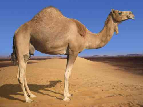 Arabian-Camel.jpg