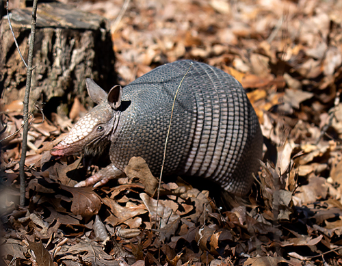 Armadillo-02-21-2020-resized-2.jpg