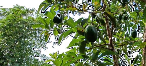 Avocado Tree.jpg