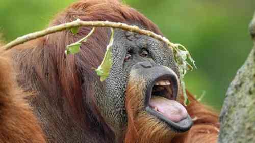 BWFUJXsEaYsPTYL-800x450-noPad throwing up Orangutan.jpg