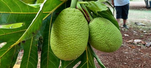 Breadfruit.jpg