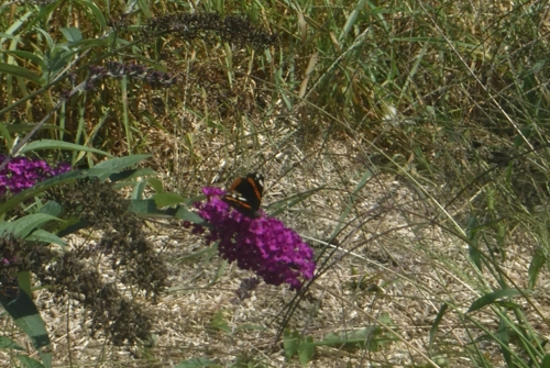 Butterfly on Buddleia.jpg