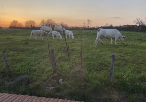 Charolais Cattle - Cow and calf pairs.jpg