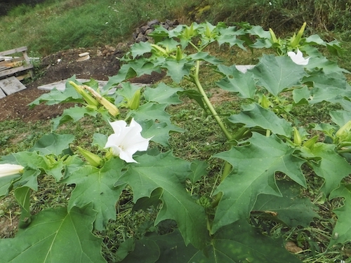 Datura.jpg