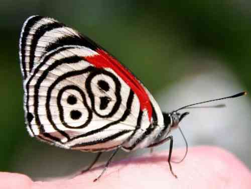 EightEight-Butterfly.jpg