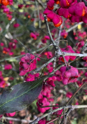 Fall Deep Rose Berries.jpg