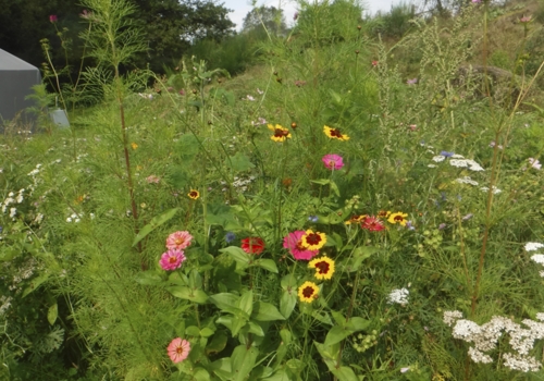 Fall Field Flowers.jpg