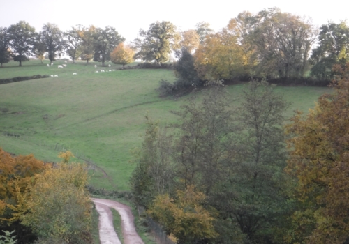 Fall Oak hedgerow and cattle.jpg