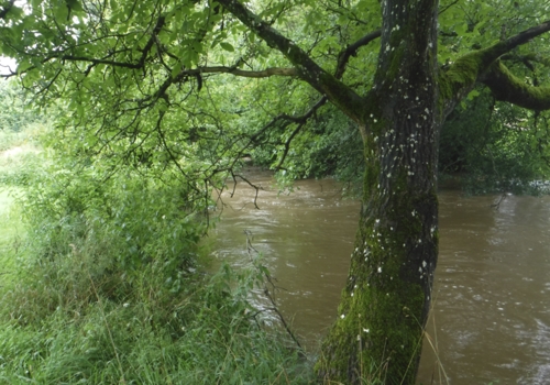 Flooding Mussy with Diciduous Trees.jpg