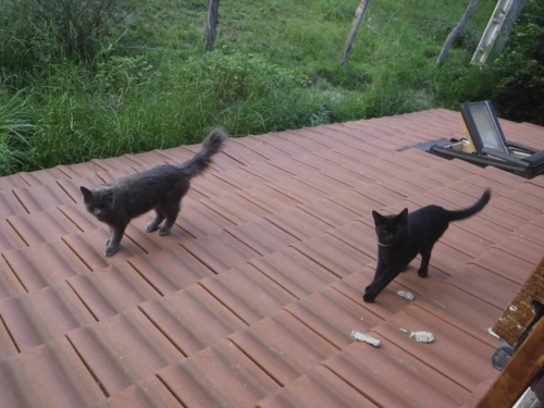 Kittehs On the Extension Roof.jpg