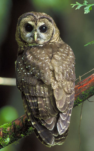 Northern_Spotted_Owl.jpg