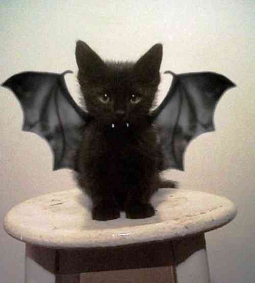 OT pg&e - bat kitty.jpg