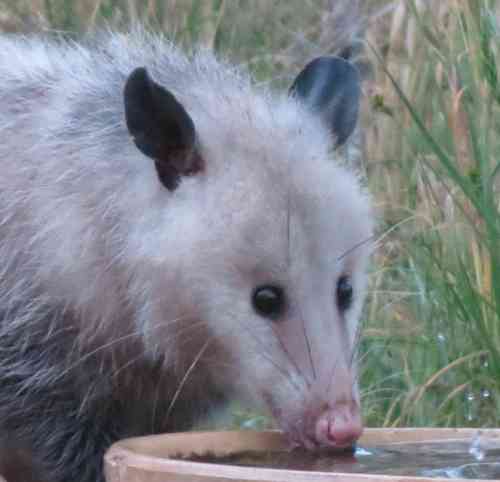 Opossum042721a.jpg