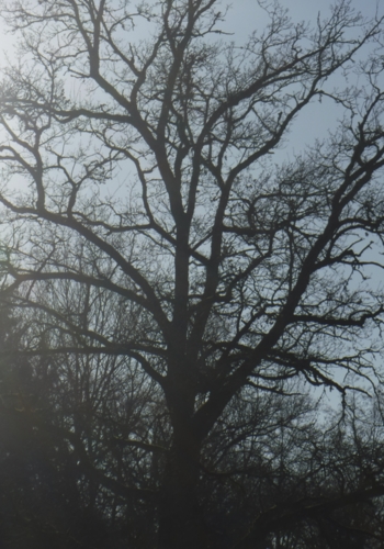 Our Oak in Winter.jpg