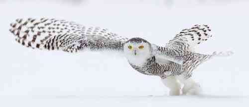 Photo-2_Snowy-Owl_Jim-Cumming-Shutterstock.jpg