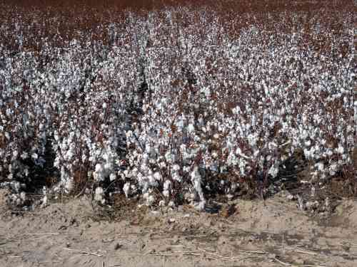 Pima Cotton Crop.jpg