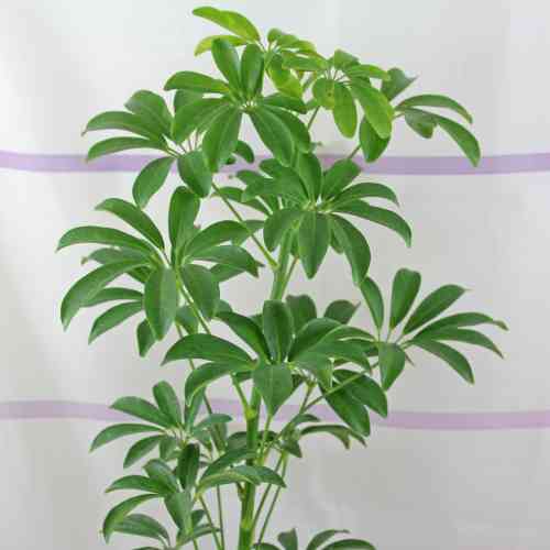 Schefflera.jpg