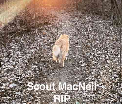 Screenshot - Scout McNeil (Weather Tech Golden Retriever) wtscout @ Instagram.jpg