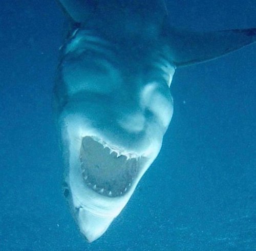 Sharkface.jpg