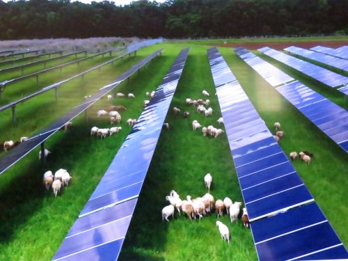 Shepp solar grazing.JPG